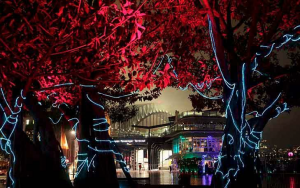 Tree Activation - Vivid Sydney 2012